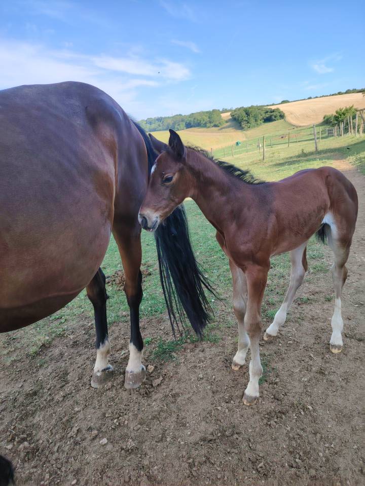 Puledra Sella Francese In vendita 2025 Baio scuro ,  Uncognito bois margot