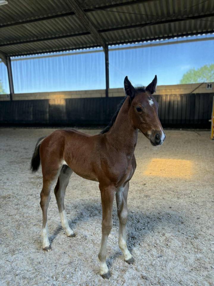 Puledra Sella Francese In vendita 2025 Baio scuro ,  Uncognito bois margot