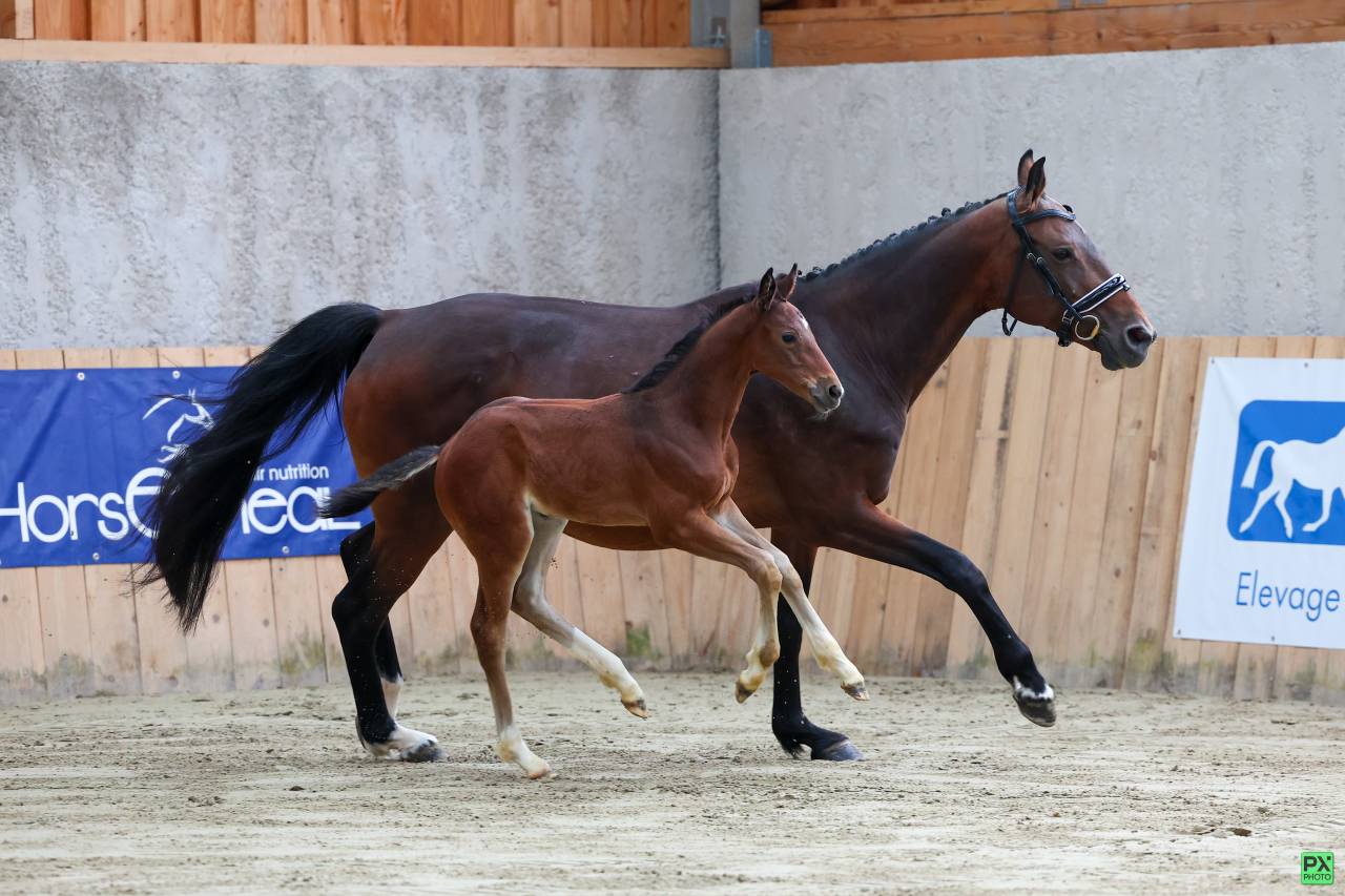 Puledra Sella Francese In vendita 2025 Baio scuro ,  Uncognito bois margot