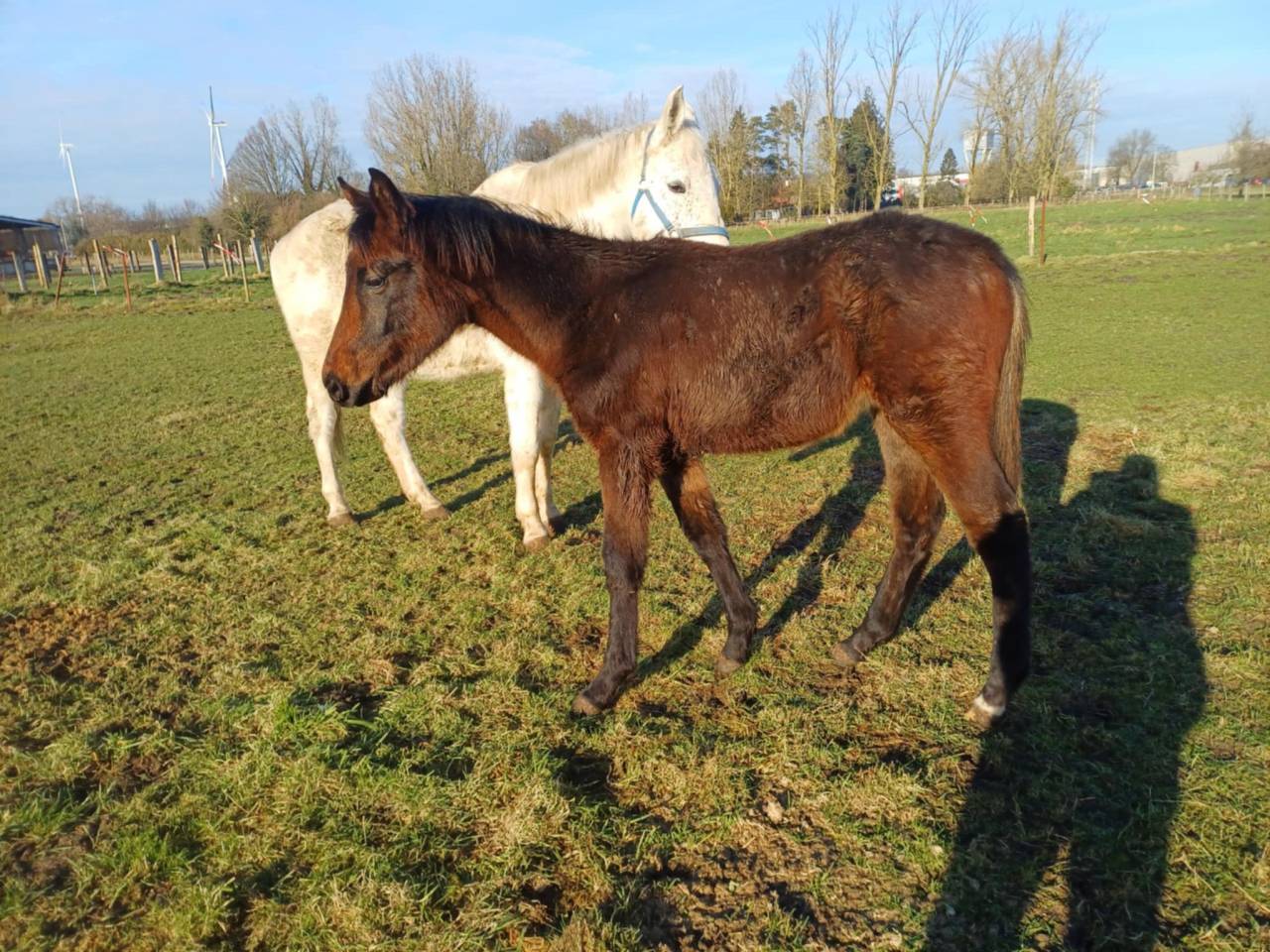 Puledra Zangersheide In vendita 2024 Baio scuro ,  COMMILF’OH de la Marchette