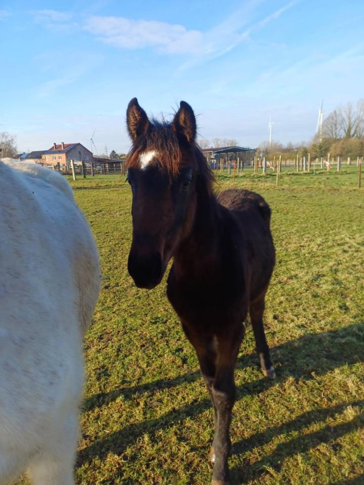 Puledra Zangersheide In vendita 2024 Baio scuro ,  COMMILF’OH de la Marchette