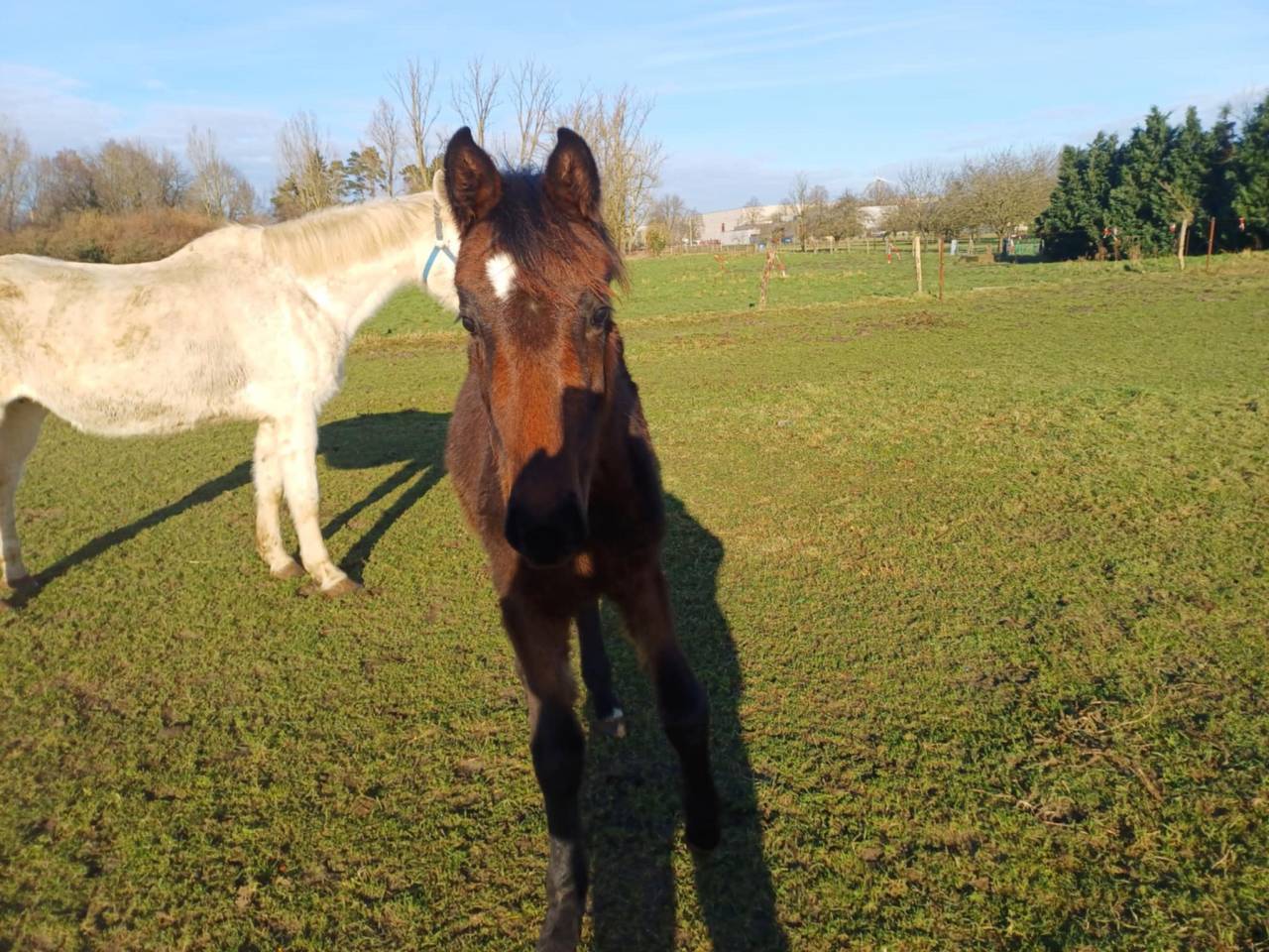 Puledra Zangersheide In vendita 2024 Baio scuro ,  COMMILF’OH de la Marchette