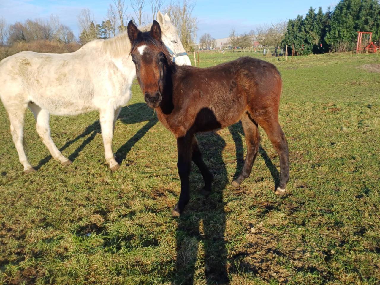 Puledra Zangersheide In vendita 2024 Baio scuro ,  COMMILF’OH de la Marchette