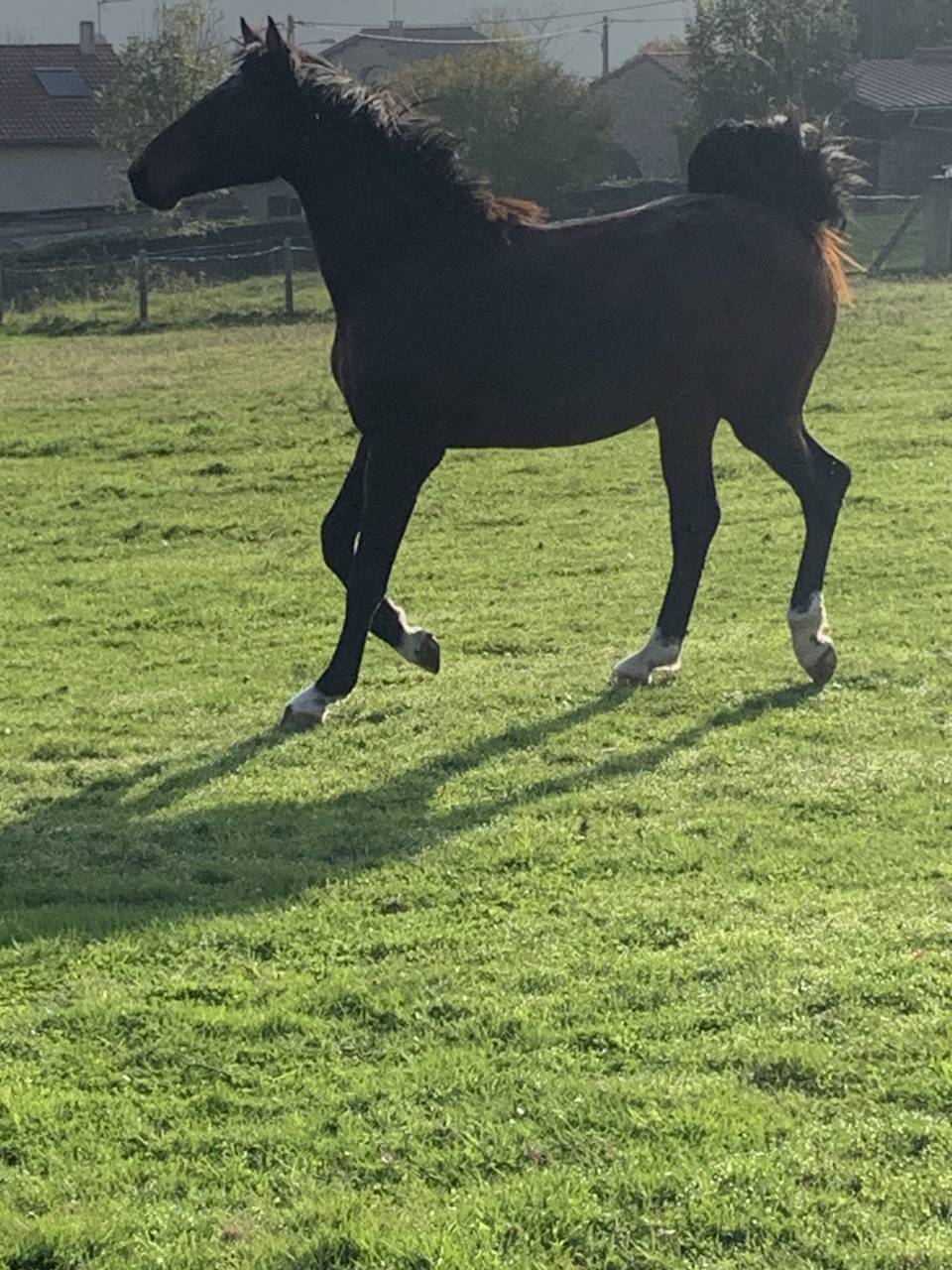 Intero Sella Francese In vendita 2023 Baio ,  Jilbert van't ruytershof