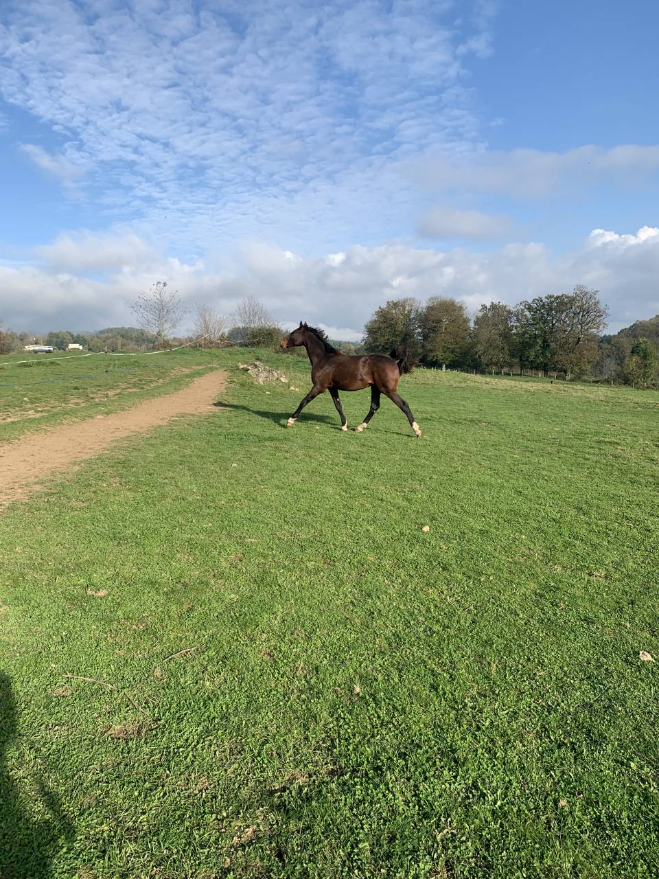 Intero Sella Francese In vendita 2023 Baio ,  Jilbert van't ruytershof