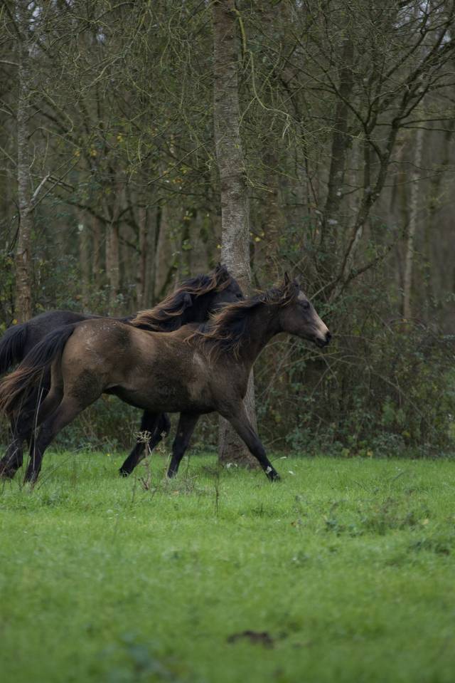 Chevaux Du Layon 