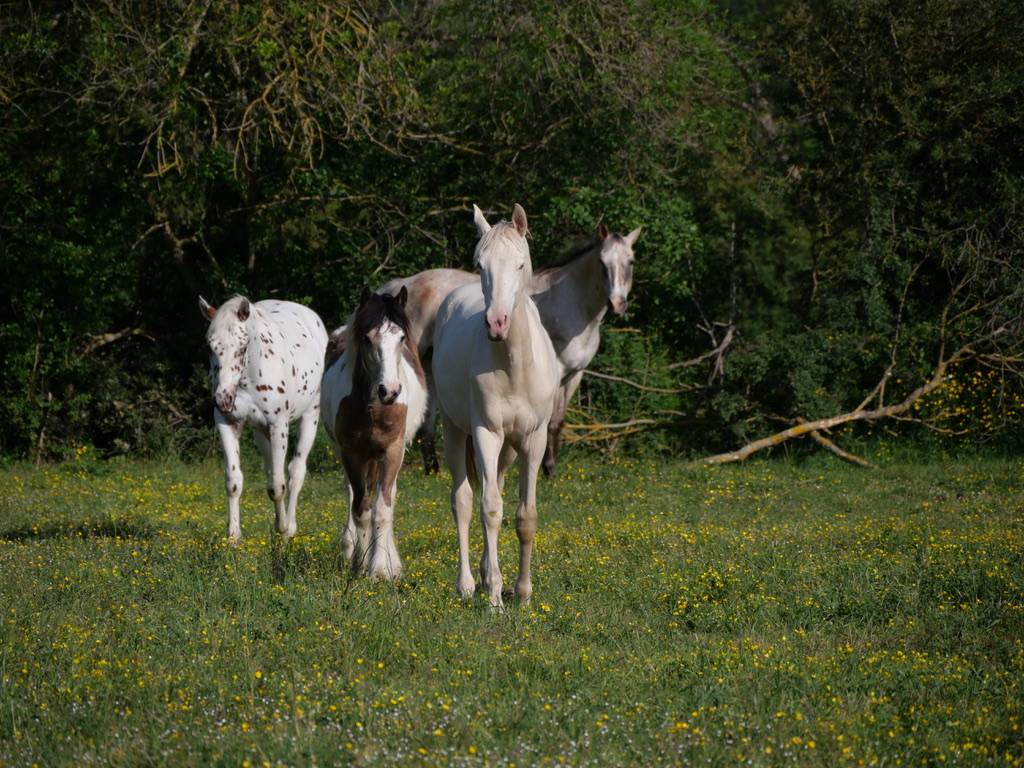 Chevaux Du Layon 