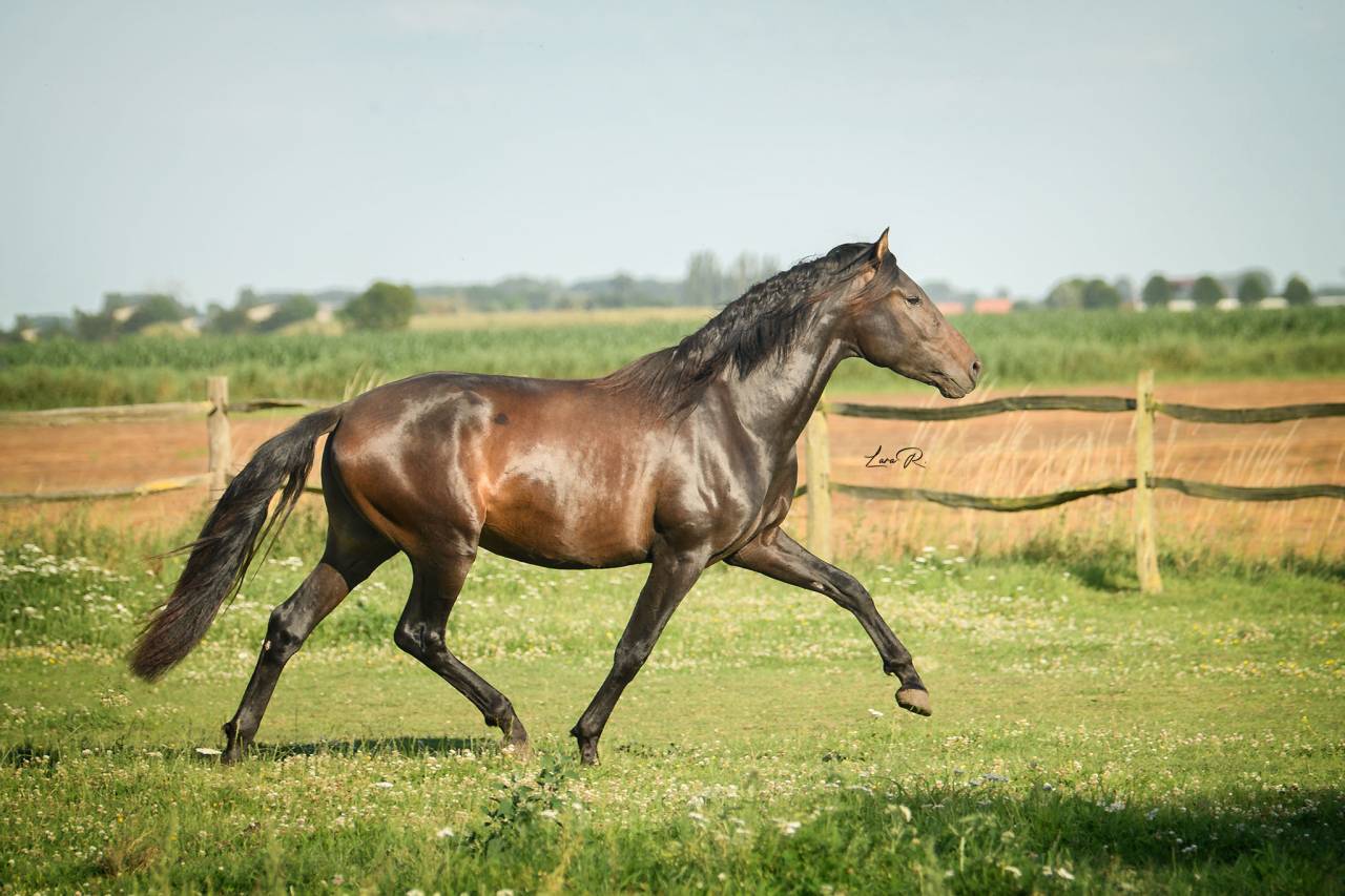 BIEN DE SCUDERIA - PRE Andaluso 2021 ,  Poeta de Susaeta
