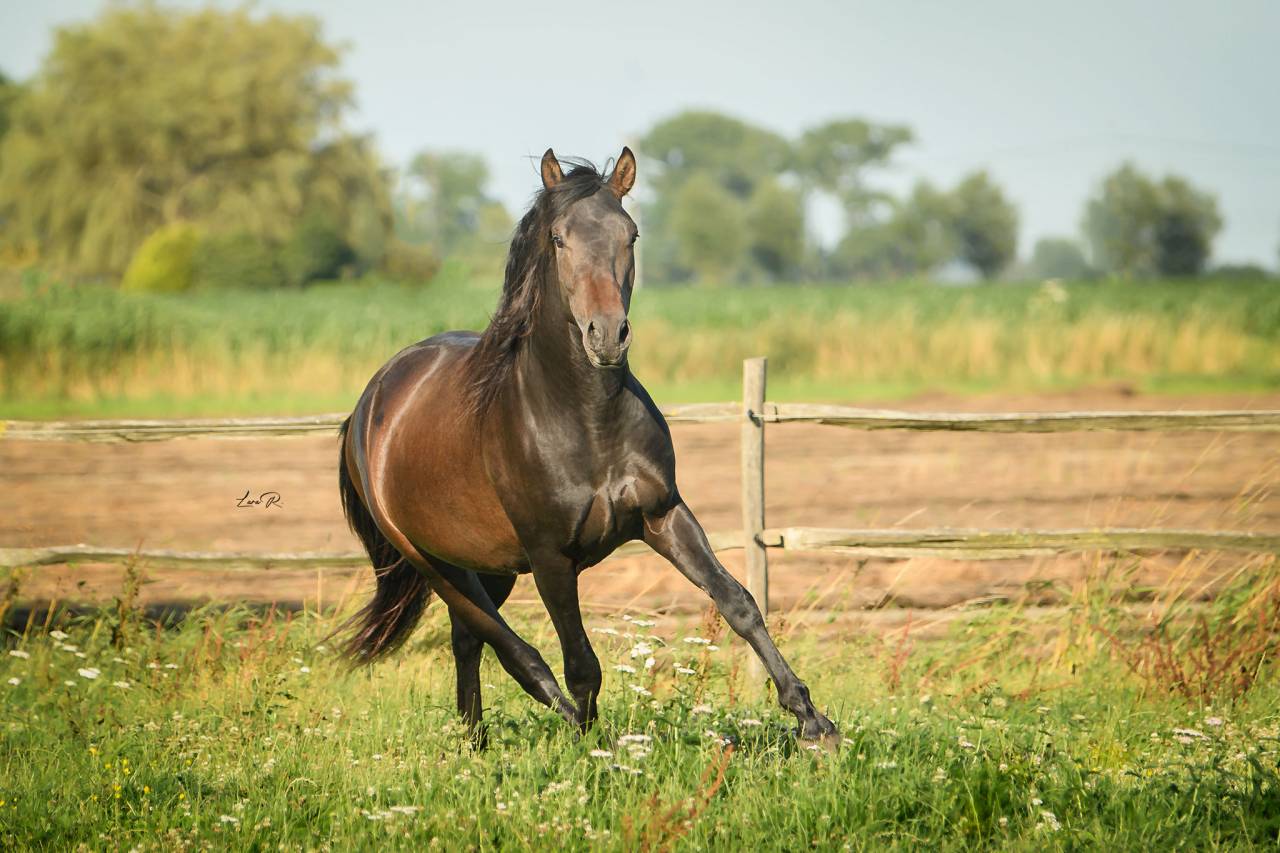 BIEN DE SCUDERIA - PRE Andaluso 2021 ,  Poeta de Susaeta