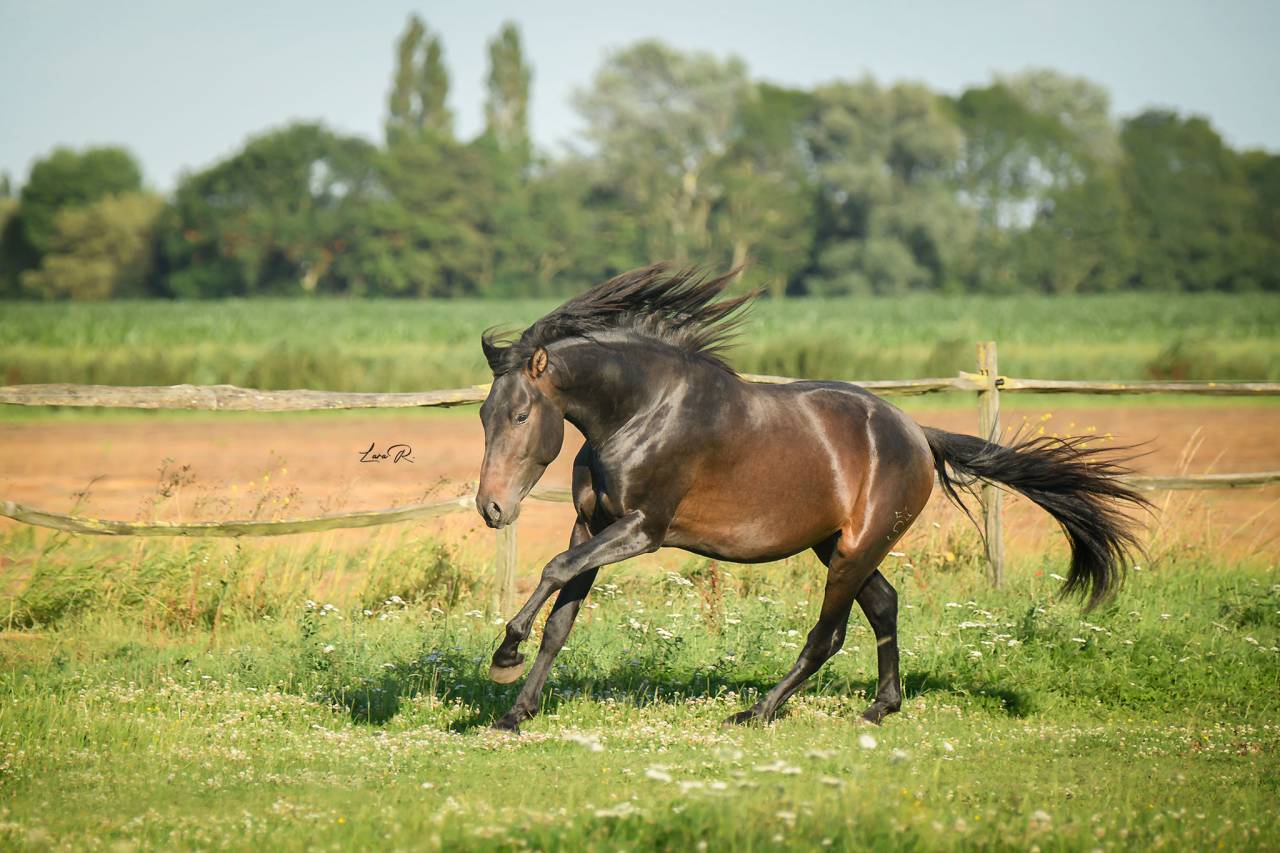 BIEN DE SCUDERIA - PRE Andaluso 2021 ,  Poeta de Susaeta