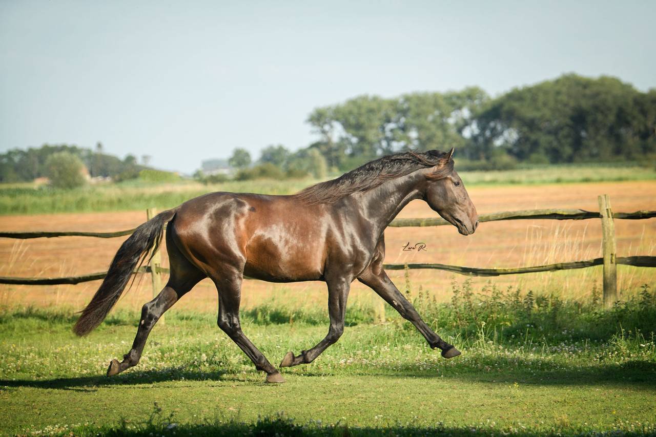 BIEN DE SCUDERIA - PRE Andaluso 2021 ,  Poeta de Susaeta