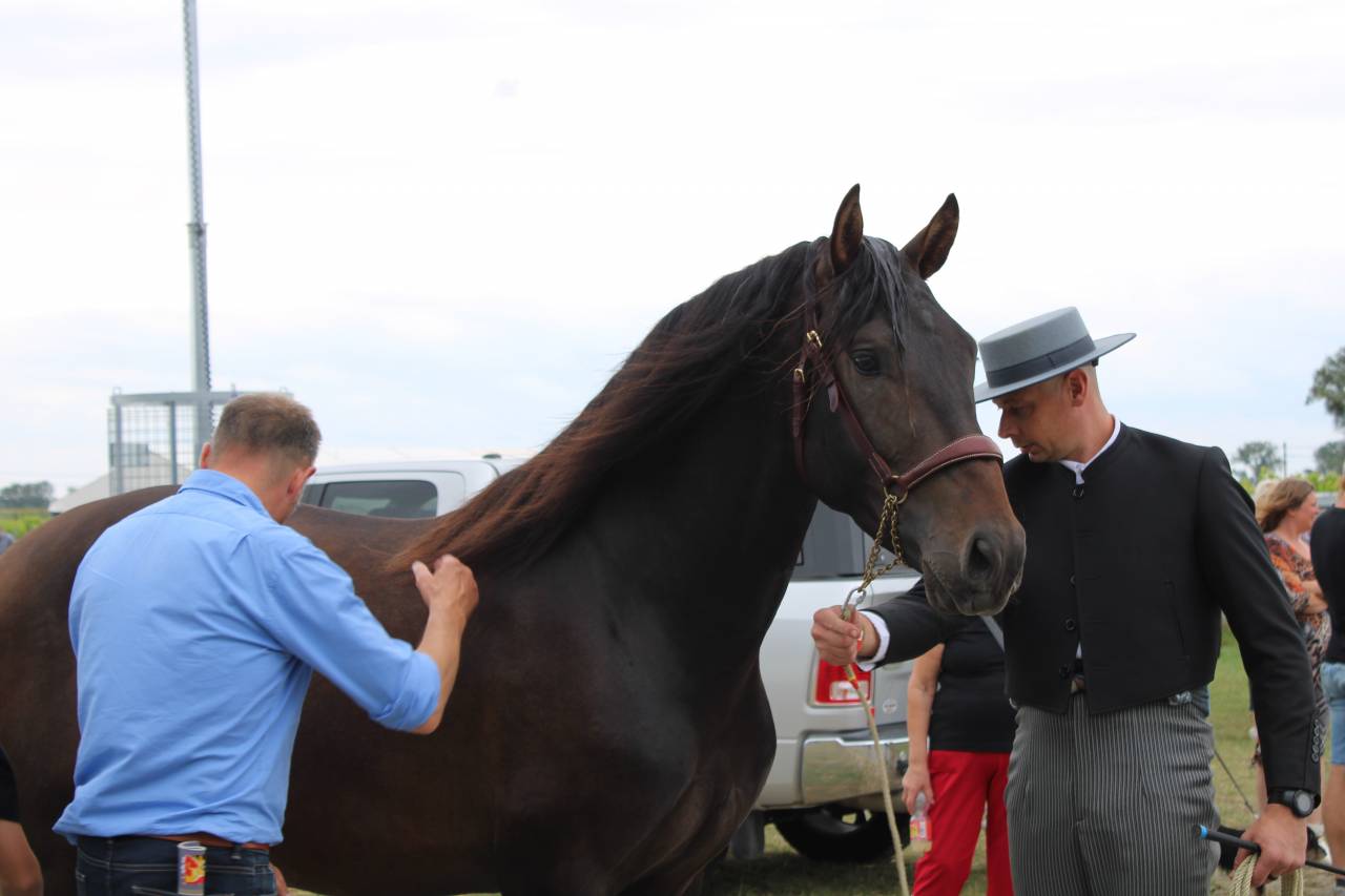 BIEN DE SCUDERIA - PRE Andaluso 2021 ,  Poeta de Susaeta