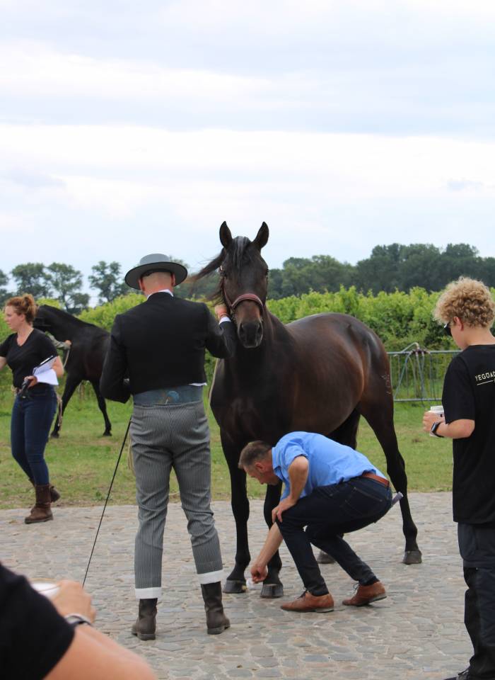 BIEN DE SCUDERIA - PRE Andaluso 2021 ,  Poeta de Susaeta