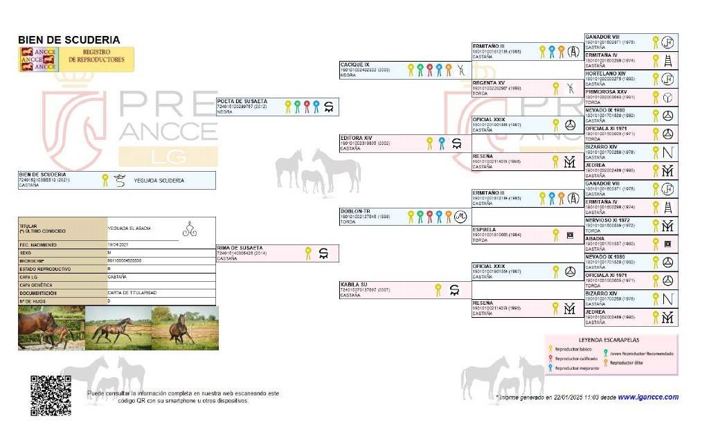 BIEN DE SCUDERIA - PRE Andaluso 2021 ,  Poeta de Susaeta