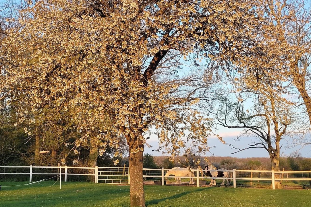 Proprietà equestre In vendita Eure