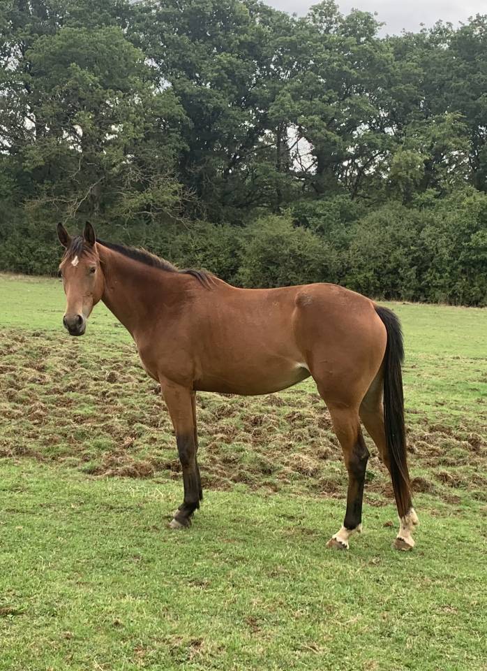 Cavalla Sella Francese In vendita 2019 Baio ,  Espoir du faubourg