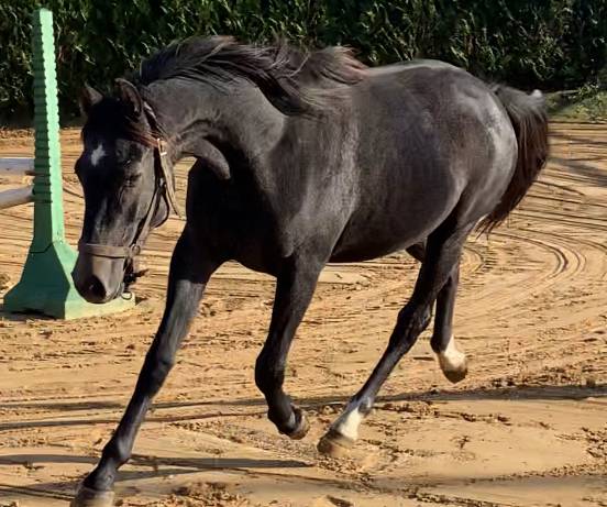 Cavalla Sella Francese In vendita 2019 Grigio ,  CASALL