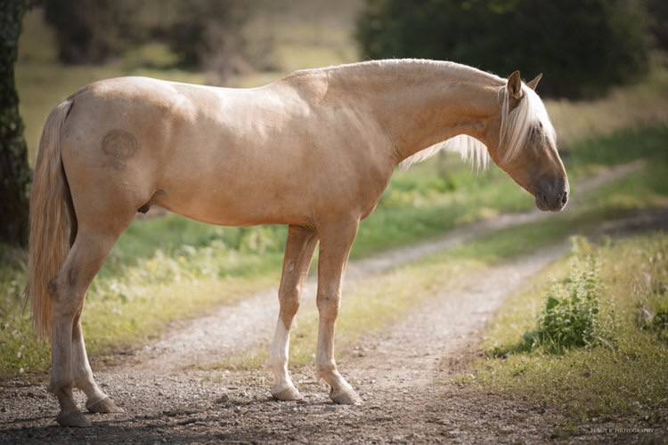 Nene Olivares - PRE Andaluso 2021 ,  REVOLTOSO XXIX