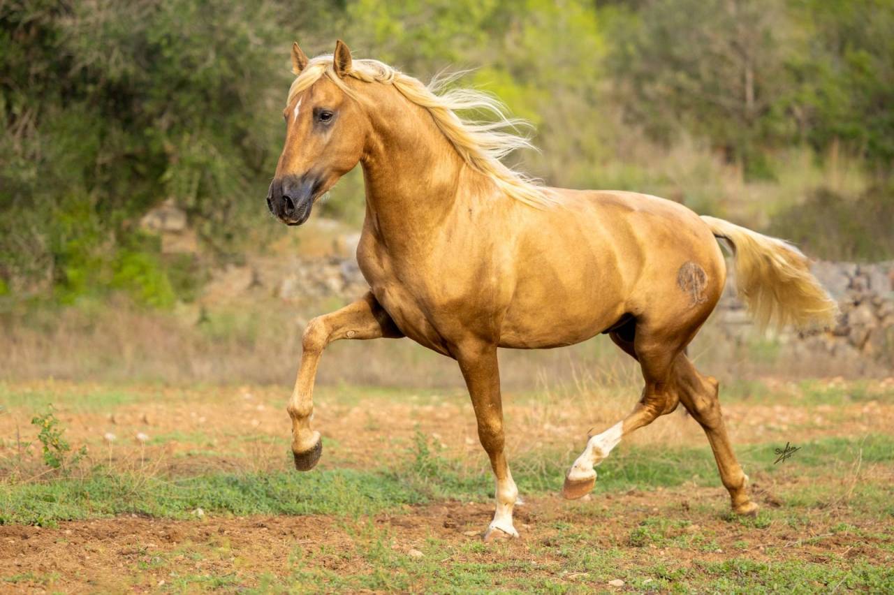Nene Olivares - PRE Andaluso 2021 ,  REVOLTOSO XXIX