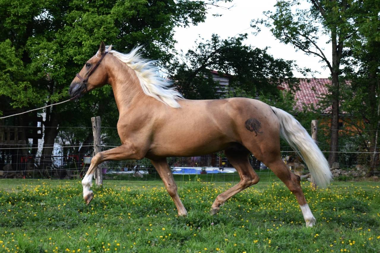 Nene Olivares - PRE Andaluso 2021 ,  REVOLTOSO XXIX