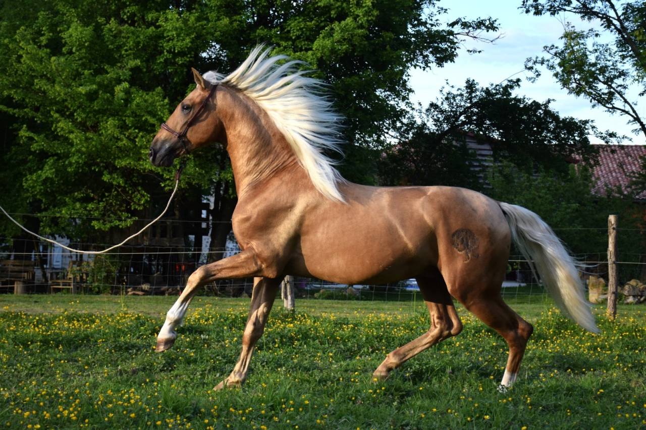 Nene Olivares - PRE Andaluso 2021 ,  REVOLTOSO XXIX