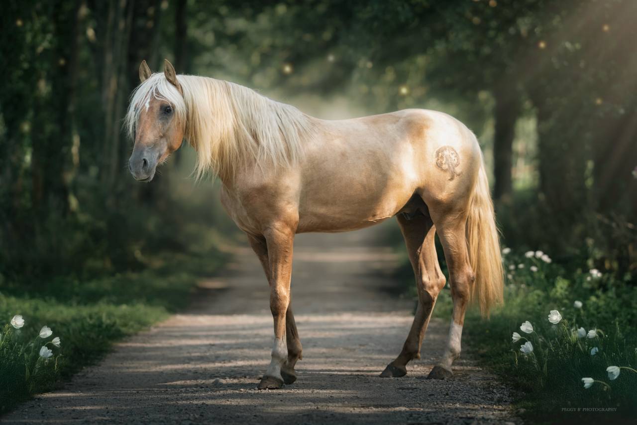 Nene Olivares - PRE Andaluso 2021 ,  REVOLTOSO XXIX