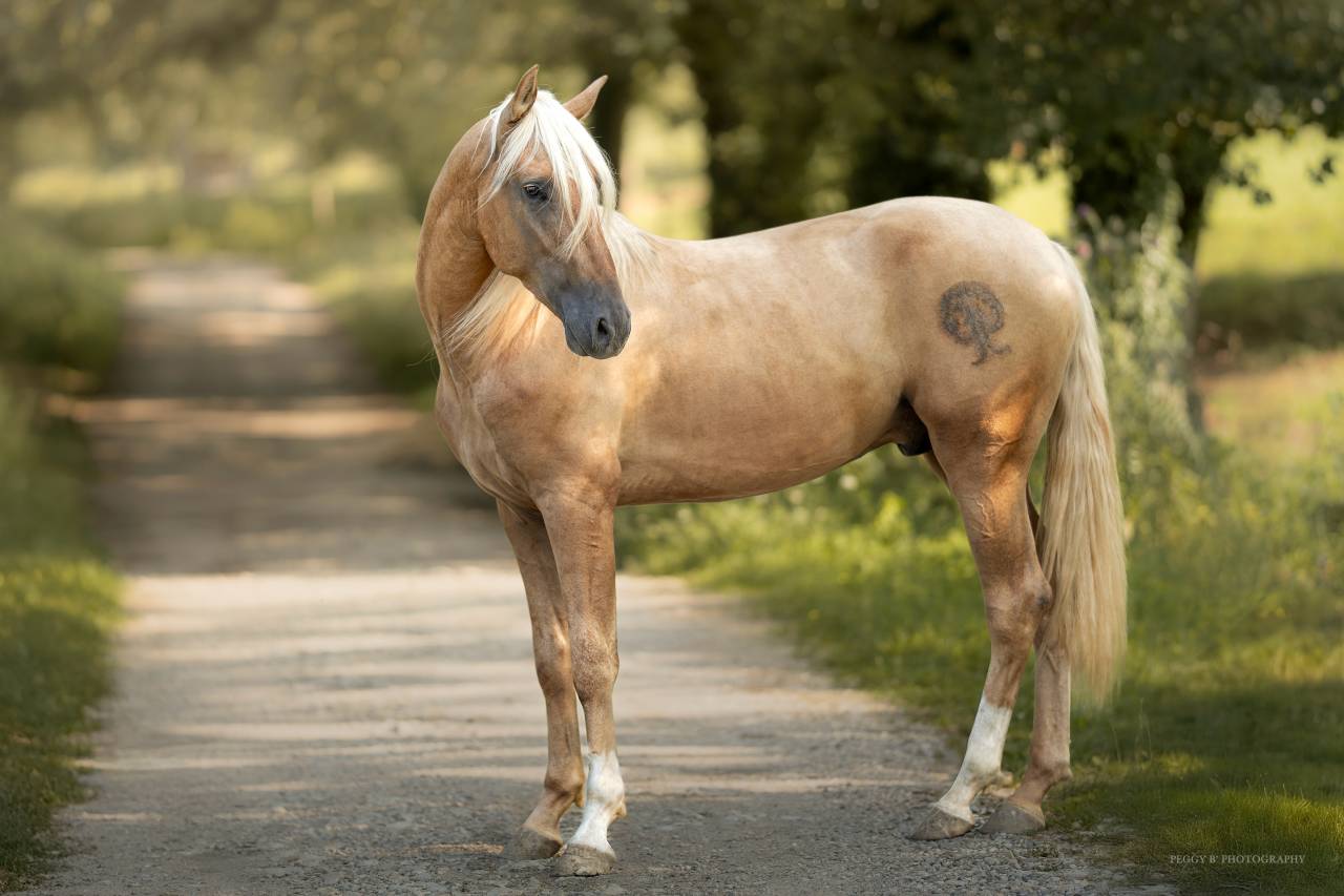 Nene Olivares - PRE Andaluso 2021 ,  REVOLTOSO XXIX