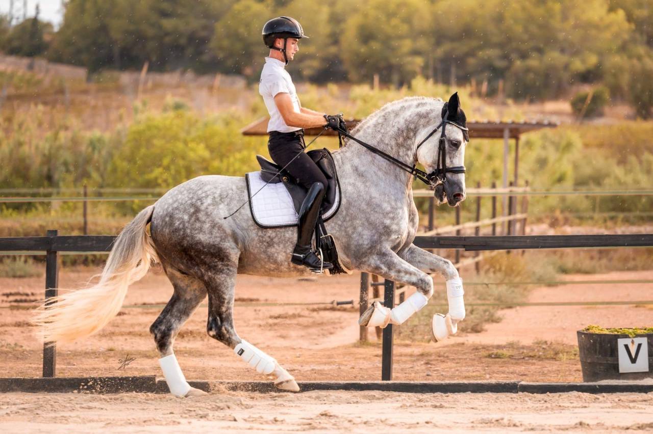 Xeres la devesa - PRE Andaluso 2016 ,  DIGITAL