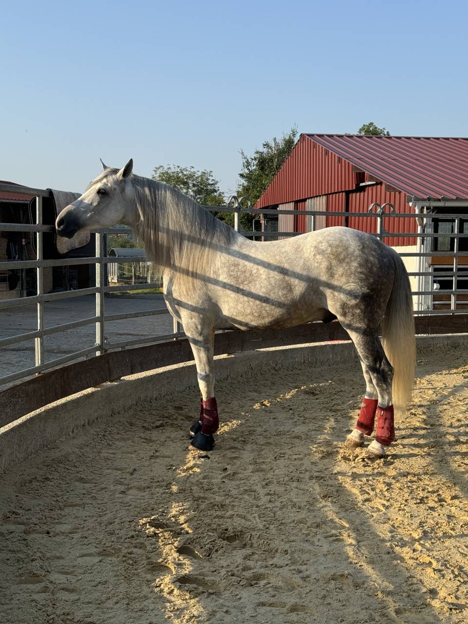 Xeres la devesa - PRE Andaluso 2016 ,  DIGITAL