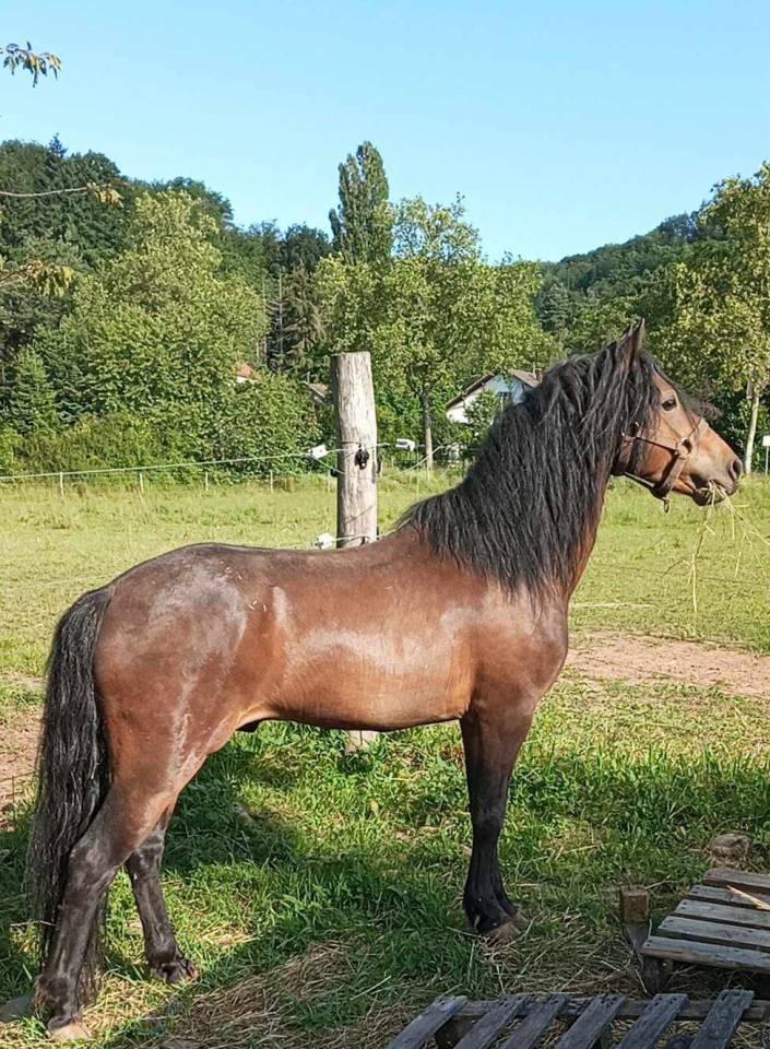 Stallone Dartmoor In vendita 2019 Baio