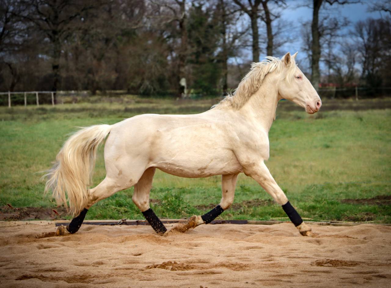 Delirio de Bouchetis  - AES Anglo European Studbook 2013 ,  ROBADOR