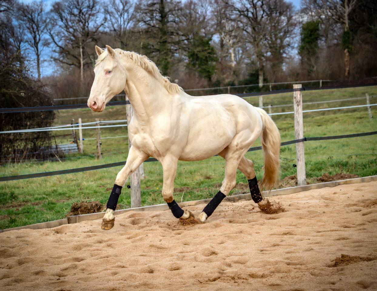 Delirio de Bouchetis  - AES Anglo European Studbook 2013 ,  ROBADOR