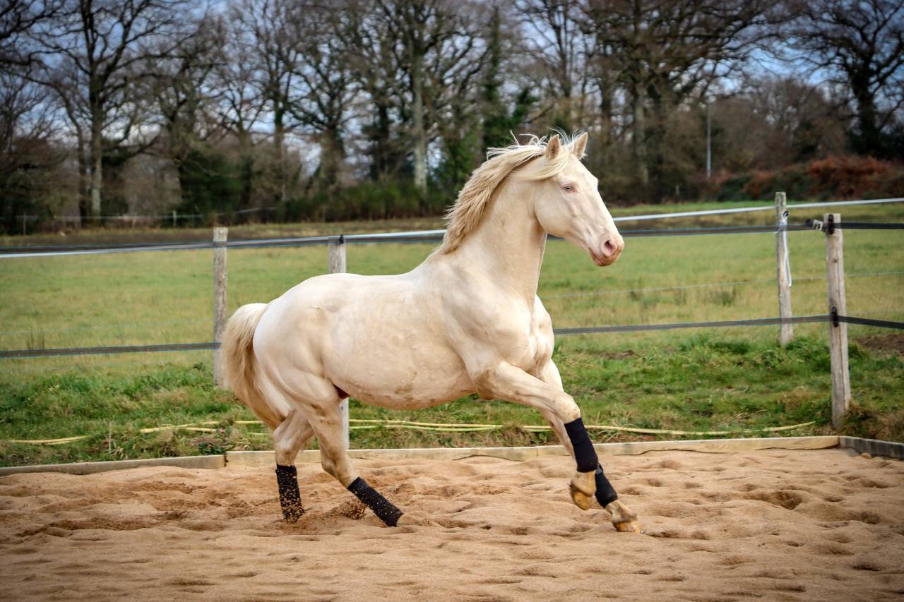 Delirio de Bouchetis  - AES Anglo European Studbook 2013 ,  ROBADOR