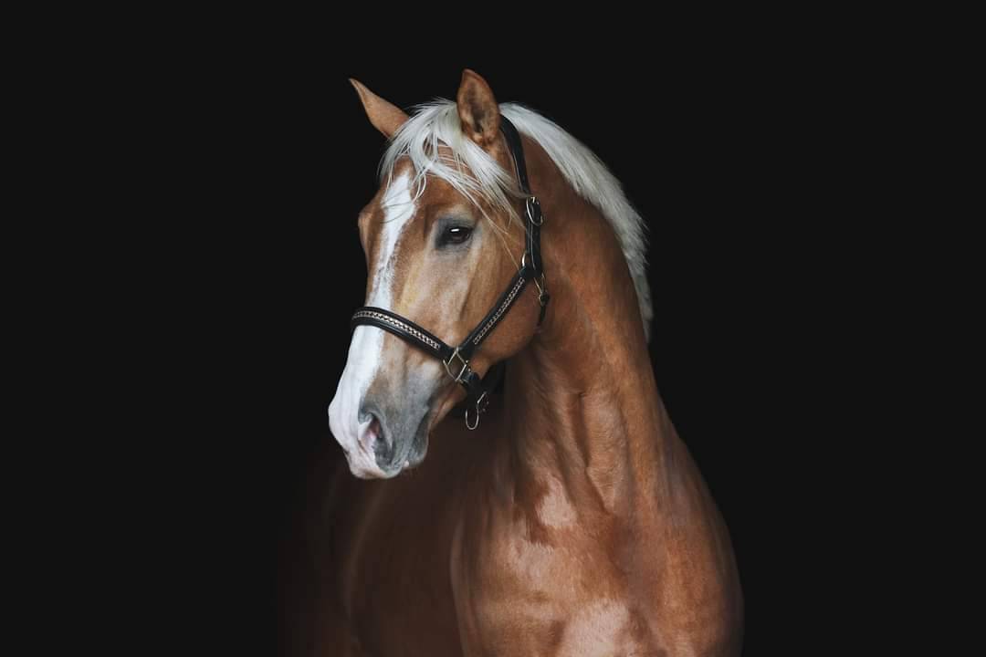 Karat-J  - Wielkopolski  2019 ,  Arktos