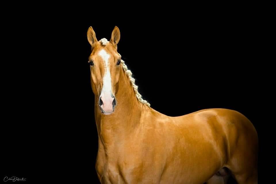 Karat-J  - Wielkopolski  2019 ,  Arktos