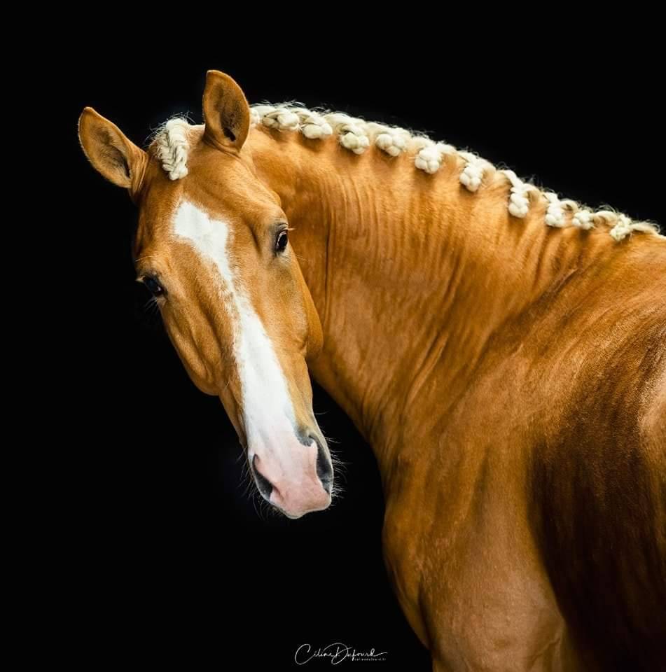 Karat-J  - Wielkopolski  2019 ,  Arktos