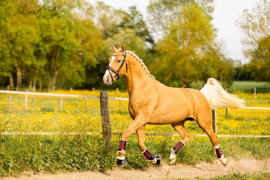 Karat-J  - Wielkopolski  2019 ,  Arktos