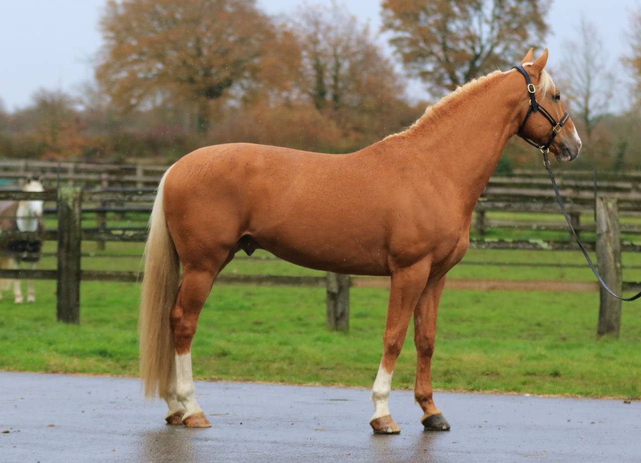 Karat-J  - Wielkopolski  2019 ,  Arktos