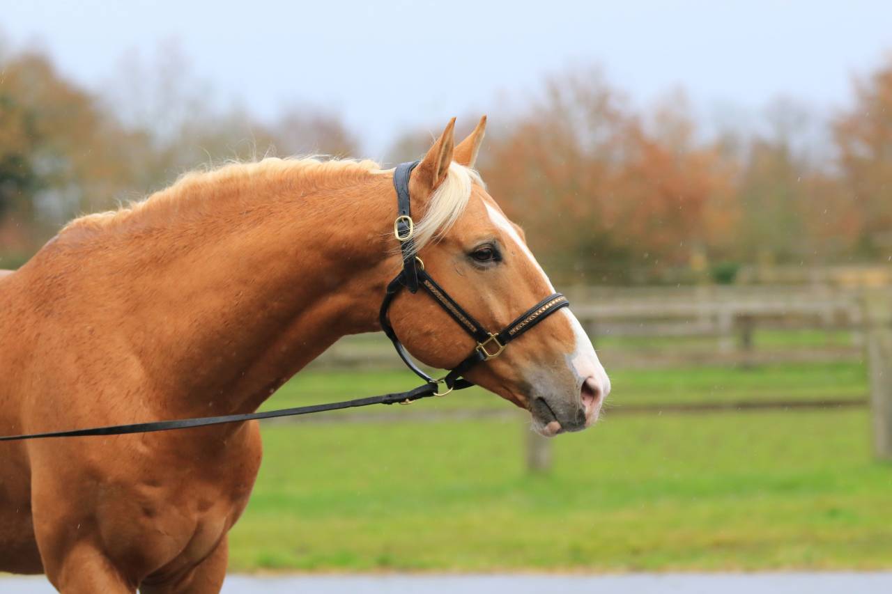 Karat-J  - Wielkopolski  2019 ,  Arktos