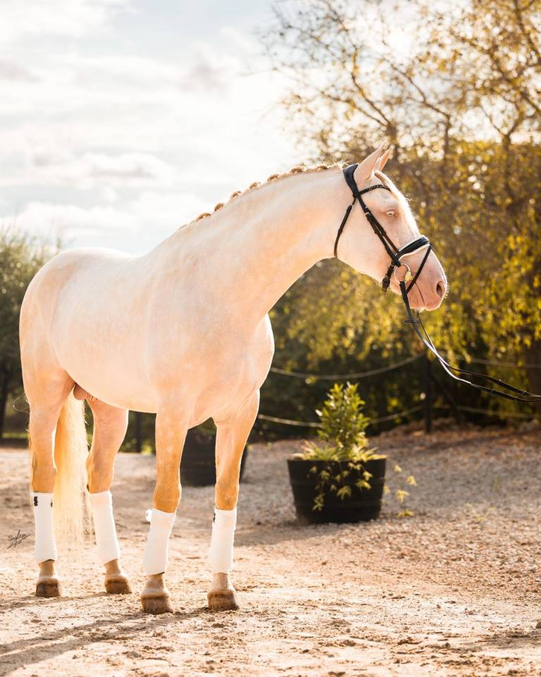 Allaus III - PRE Andaluso 2019 ,  GITANO BS