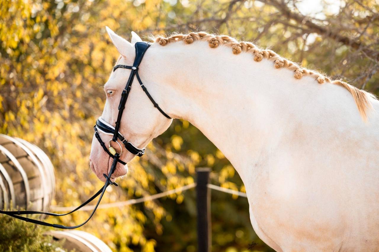 Allaus III - PRE Andaluso 2019 ,  GITANO BS