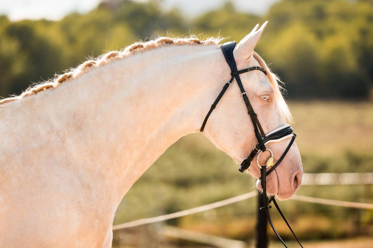 Allaus III - PRE Andaluso 2019 ,  GITANO BS