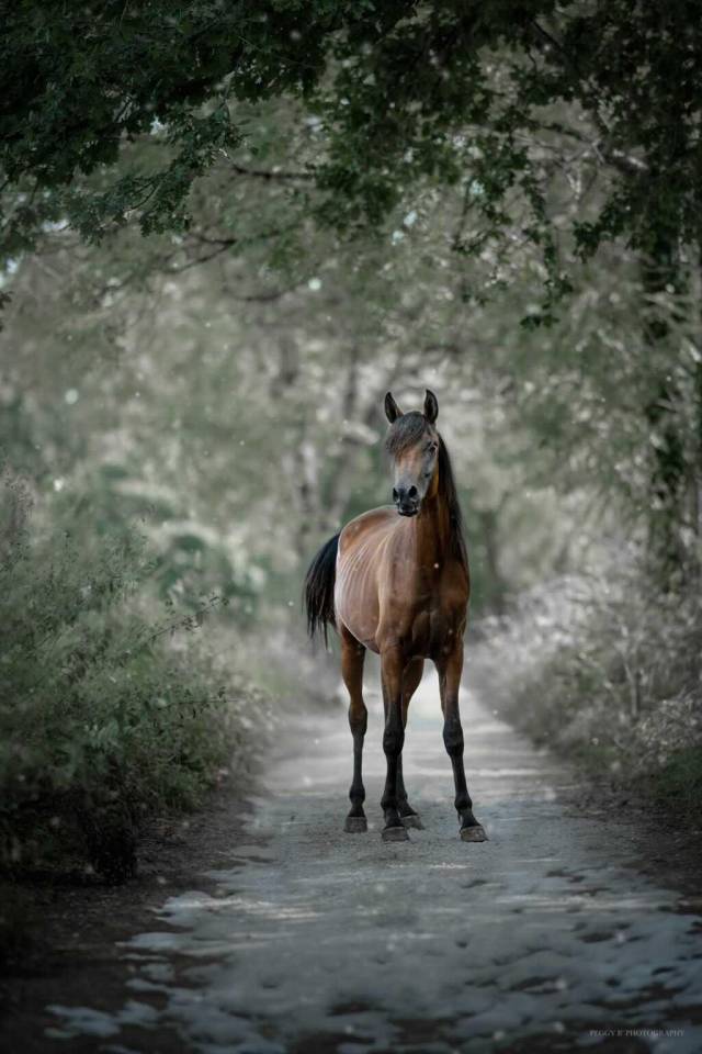 Azzaro de gacia - Purosangue Arabo 2022 ,  LAZEEZ AL SHAHANIA