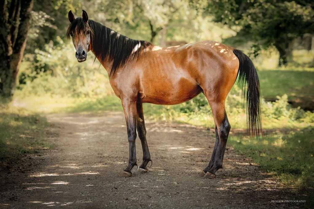 Azzaro de gacia - Purosangue Arabo 2022 ,  LAZEEZ AL SHAHANIA