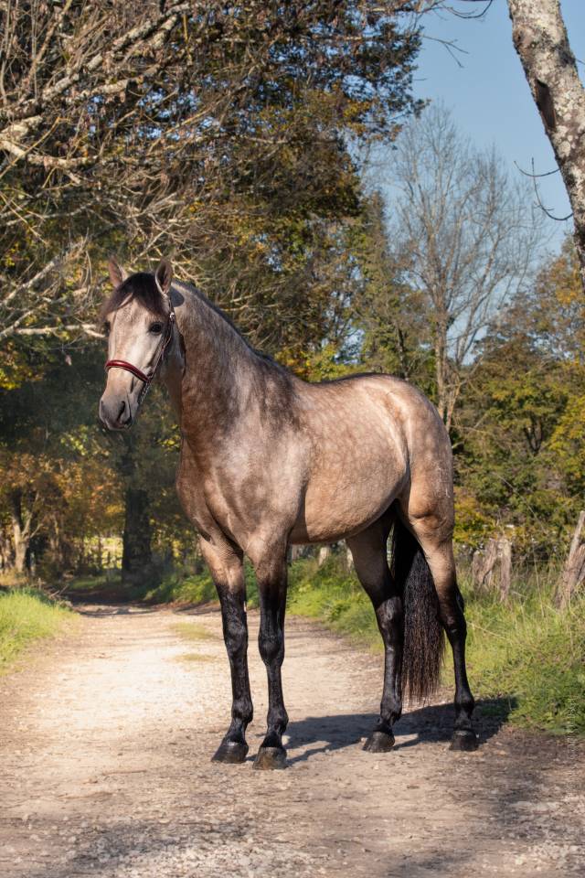 Nacar de lucia - PRE Andaluso 2021 ,  golden de lydia