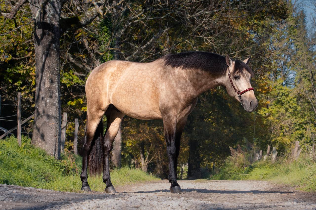 Nacar de lucia - PRE Andaluso 2021 ,  golden de lydia