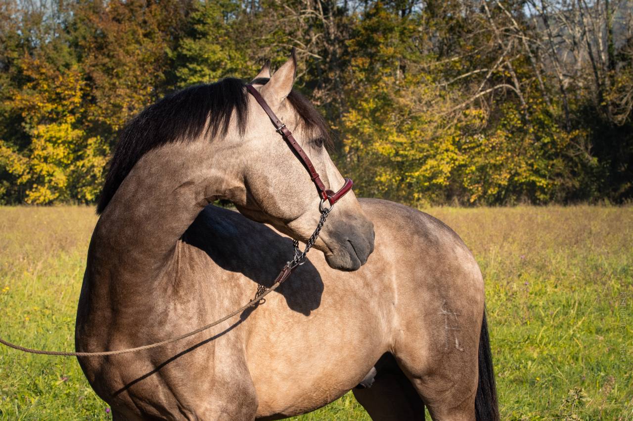 Nacar de lucia - PRE Andaluso 2021 ,  golden de lydia