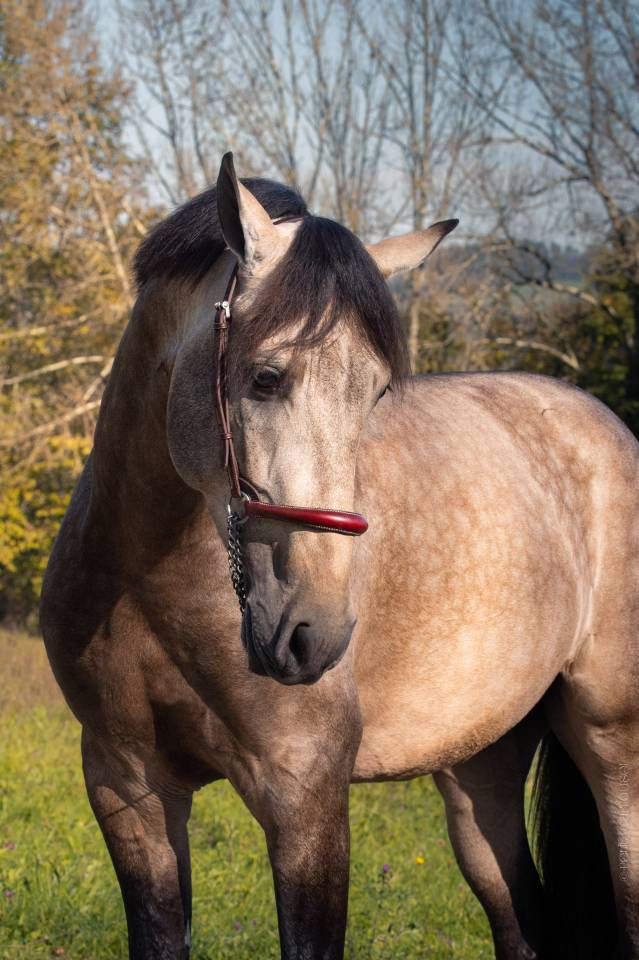 Nacar de lucia - PRE Andaluso 2021 ,  golden de lydia