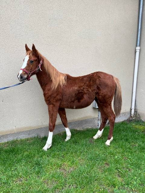 Castrone Sella Francese In vendita 2023 Sauro ,  ROY DE LA VALLEE