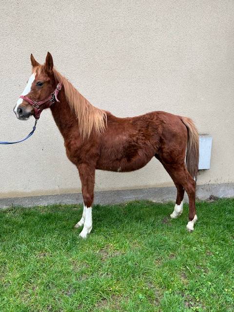 Castrone Sella Francese In vendita 2023 Sauro ,  ROY DE LA VALLEE